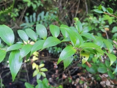 Griselinia ruscifolia