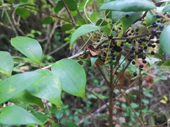 Griselinia ruscifolia