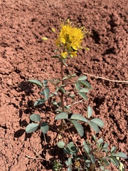 Cleomella platycarpa