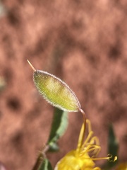 Cleomella platycarpa