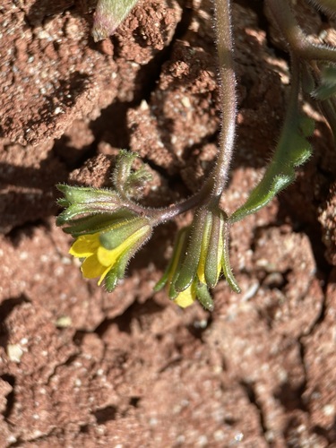 Image of Phacelia lutea by (c) Matt Berger, some rights reserved (CC BY)