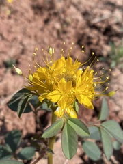 Cleomella platycarpa
