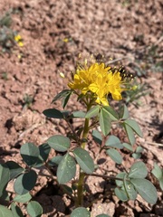 Cleomella platycarpa