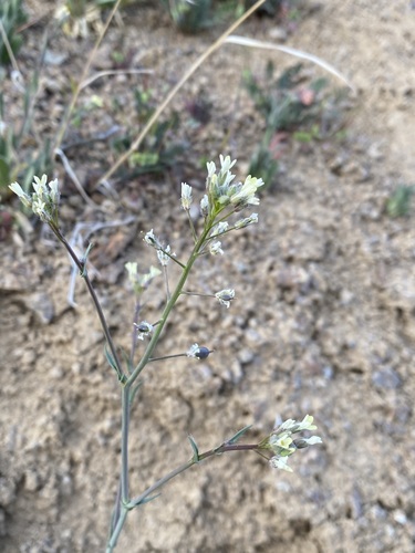 Romanian Gold-of-pleasure (Camelina rumelica)