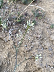 Camelina rumelica