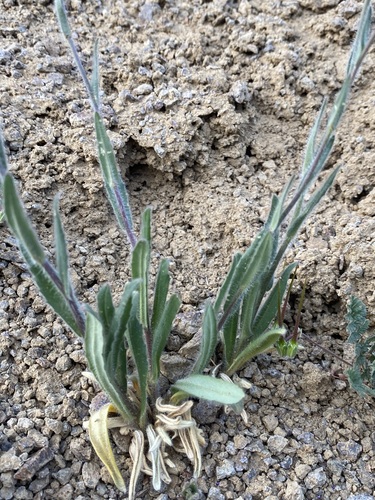 Image of Camelina rumelica by (c) Matt Berger, some rights reserved (CC BY)