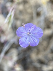 Phacelia linearis