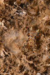 Thecacera