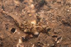 Thecacera