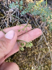 Lomatium hendersonii