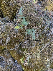 Lomatium hendersonii