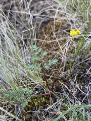 Lomatium hendersonii