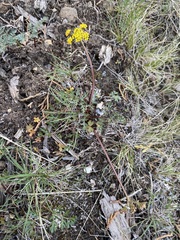 Lomatium hendersonii