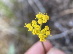 Lomatium hendersonii