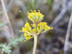 Lomatium hendersonii