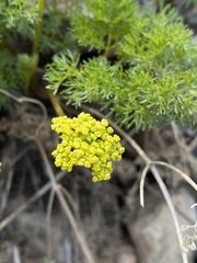 Cymopterus terebinthinus