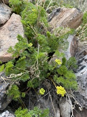 Cymopterus terebinthinus