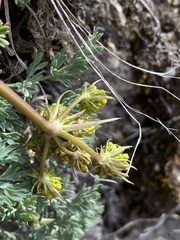 Lomatium donnellii