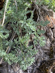 Lomatium donnellii