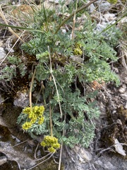 Lomatium donnellii