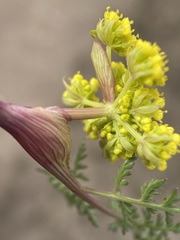 Lomatium vaginatum