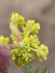 Lomatium vaginatum
