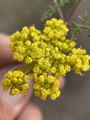 Lomatium vaginatum