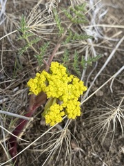 Lomatium vaginatum