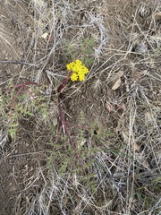 Lomatium vaginatum