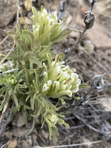 Image of Castilleja xanthotricha by (c) Matt Berger, some rights reserved (CC BY)