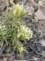 Castilleja xanthotricha