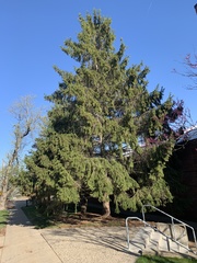 Picea abies