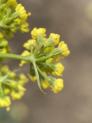 Lomatium donnellii