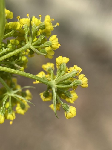 Image of Donnell's Biscuitroot (Lomatium donnellii) by (c) Matt Berger, some rights reserved (CC BY)
