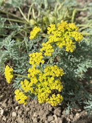 Lomatium donnellii
