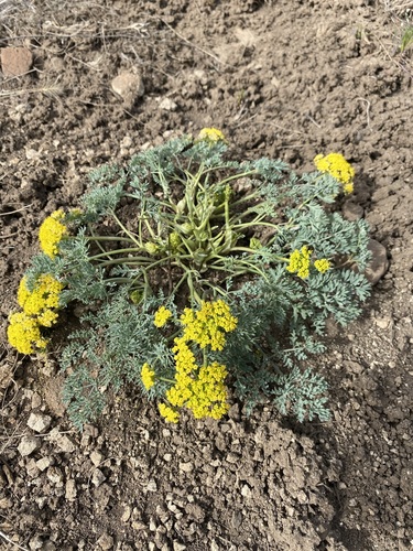 Image of Donnell's Biscuitroot (Lomatium donnellii) by (c) Matt Berger, some rights reserved (CC BY)