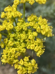 Lomatium donnellii
