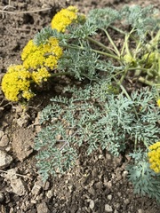Lomatium donnellii