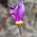 Primula conjugens - Photo 由 Matt Berger 所上傳的 (c) Matt Berger，保留部份權利CC BY
