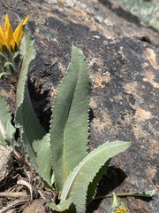 Balsamorhiza serrata