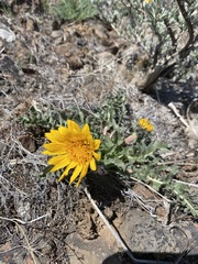 Balsamorhiza serrata