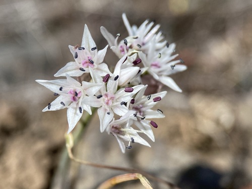 Image of Allium macrum by (c) Matt Berger, some rights reserved (CC BY)