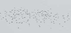 Hypsipetes amaurotis