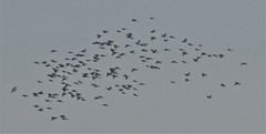 Hypsipetes amaurotis