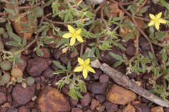 Tribulopis pentandra