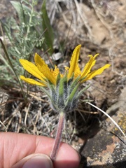 Balsamorhiza serrata