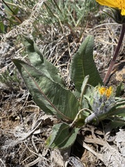 Balsamorhiza serrata