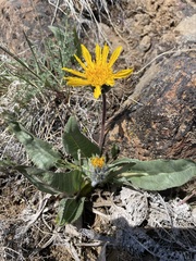 Balsamorhiza serrata