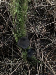 Pseudoplectania melaena