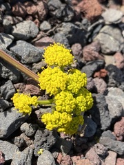 Lomatium cous